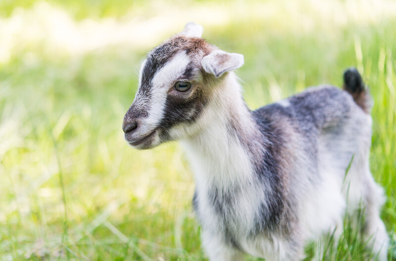 a baby goat in the grassfield