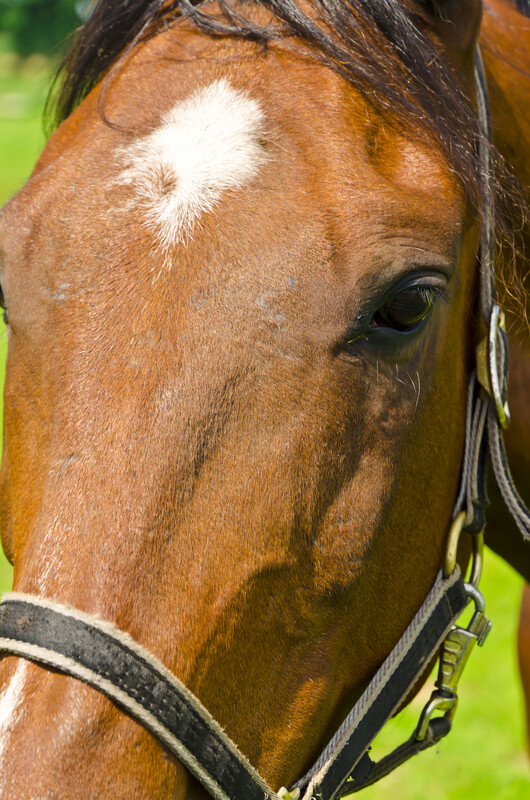 Equine Services in Parker, CO