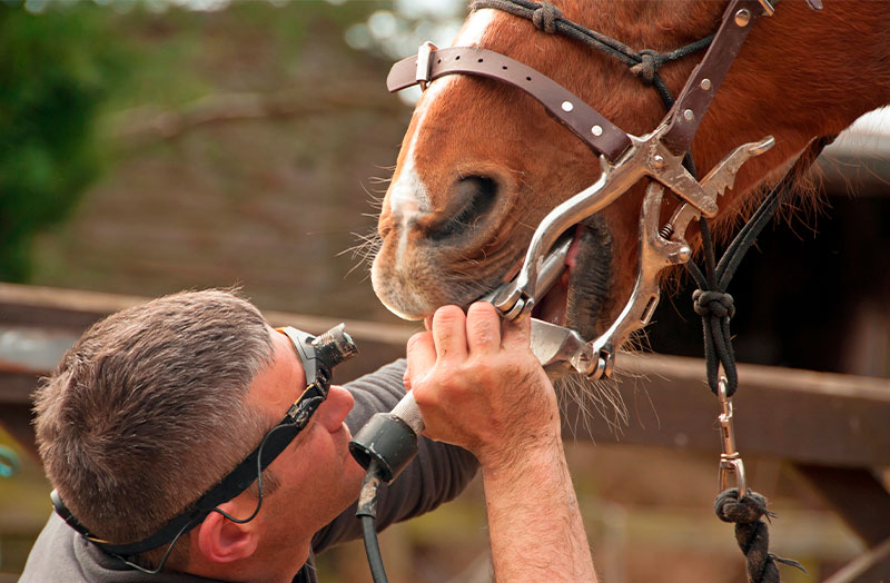 an equine dentist in Parker, CO is having a checkup on a horse