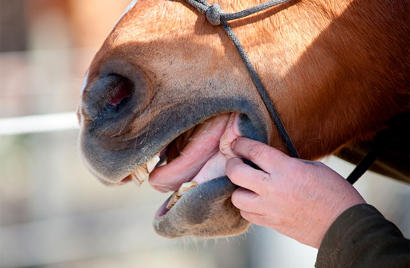 an equine dentist in Parker, CO is checking a horse mouth
