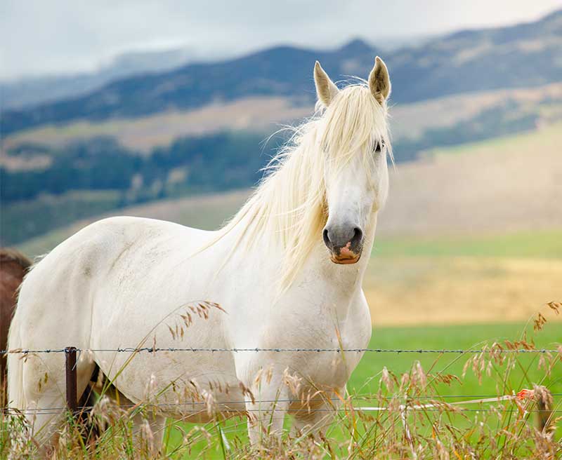 a white horse in the grass field
